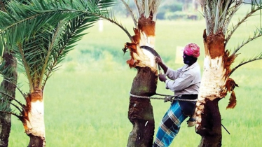 সিরাজগঞ্জে খেজুর রসের মৌসুমের প্রস্তুতি, ব্যস্ত গাছিরা সিরাজগঞ্জে খেজুর রসের মৌসুমের প্রস্তুতি, ব্যস্ত গাছিরা