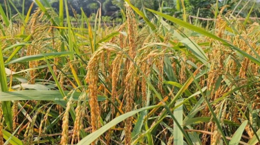 ঝিনাইদহে ভিটা জমিতে পাহাড়ি জুম ধান চাষে সফল কৃষক রহিম