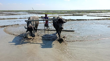 ধানের বীজতলা তৈরিতে গরু ও মহিষেই ভরসা কৃষকের ধানের বীজতলা তৈরিতে গরু ও মহিষেই ভরসা কৃষকের