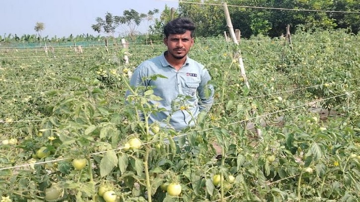 গ্রীষ্মকালীন উচ্চ ফলনশীল টমেটো চাষে সফল জীবননগরের কৃষকরা 