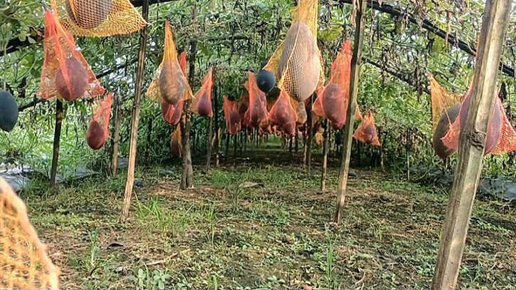 ঝিনাইদহে মালচিং পদ্ধতিতে তরমুজ চাষে নতুন সম্ভাবনা