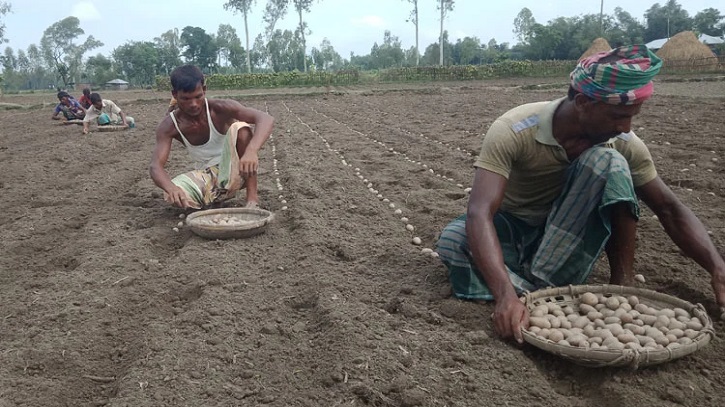 দিনাজপুরে ৪৭ হাজার ২৫০ হেক্টর জমিতে আলু চাষের লক্ষ্যমাত্রা নির্ধারণ