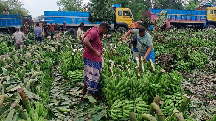 দশমাইল হাট: প্রতিদিন কোটি টাকার কলা বিক্রি