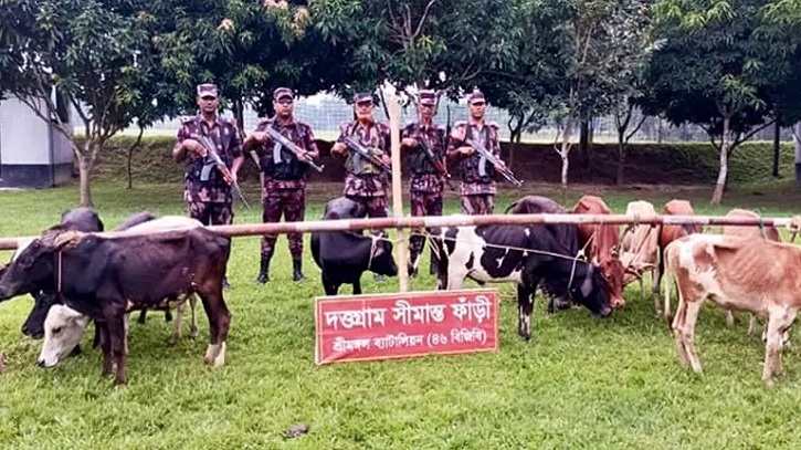 সীমান্তে ১৩ ভারতীয় গরু জব্দ করলো বিজিবি