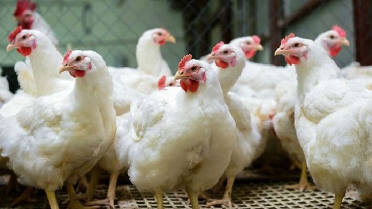 Excess Antibiotic Use in Broiler Farms Raises Alarms