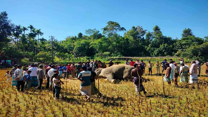 Wild Elephant Killed by Illegal Electric Trap in Ukhiya