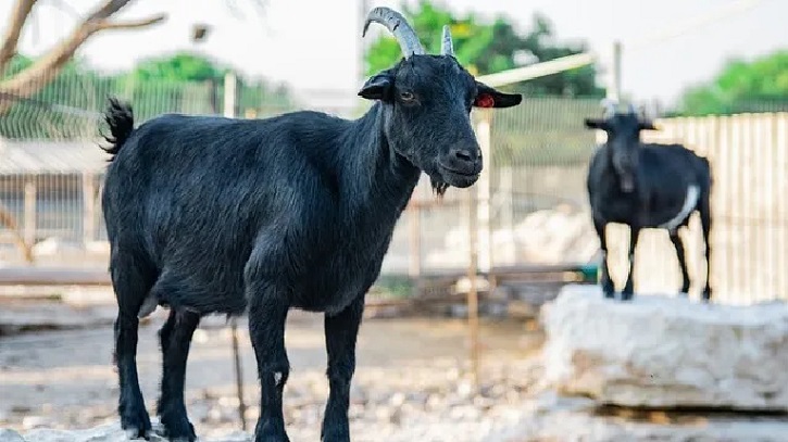 Goat Farmers Advised on Preventing Fatal Diseases