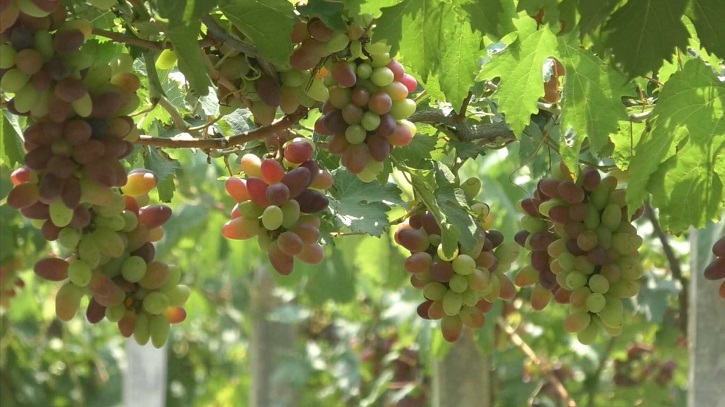 Commercial Grape Cultivation Flourishes in Natore