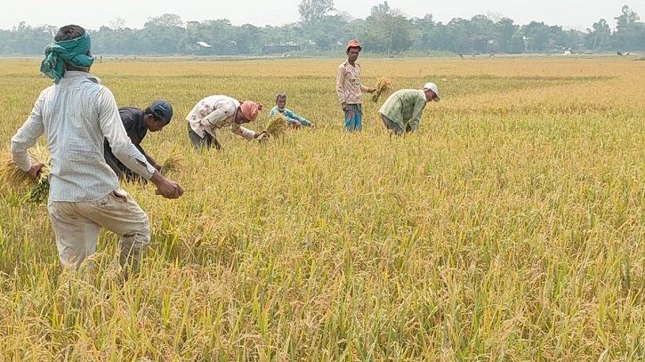 Aman Farmers in Chhatak Celebrate Record Yields