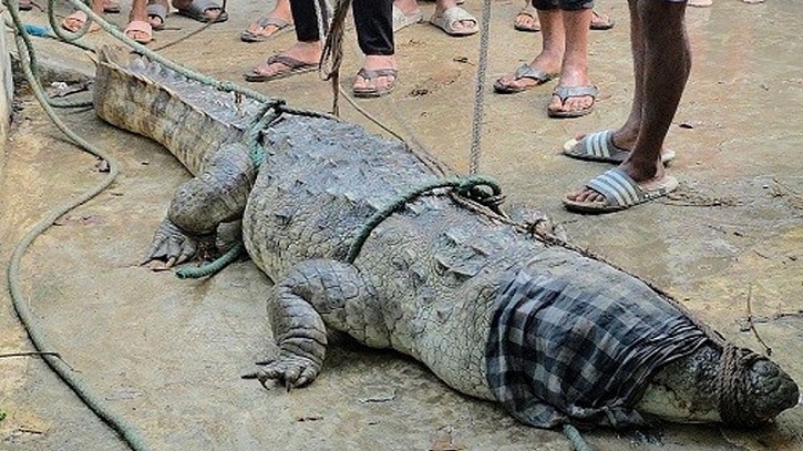 Locals Capture 10-Foot Crocodile in Manikganj