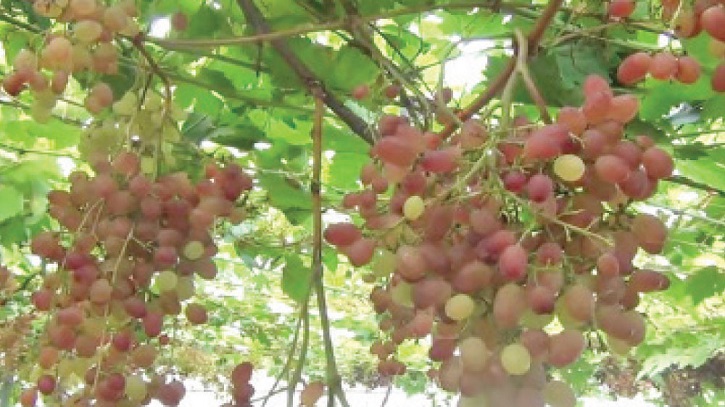 Commercial Grape Farming Begins in Natore