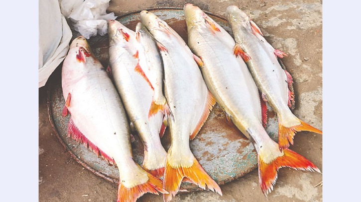 After Hilsa Ban, Fishermen Net Big Pangas in Bhola
