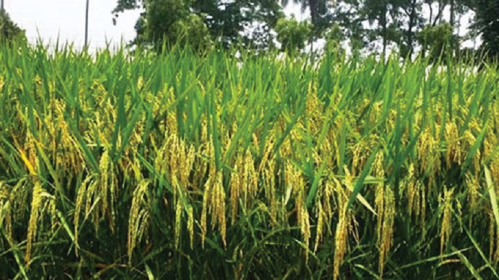 BRRI Develops High-Yield Rice to Boost Food Security