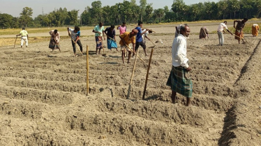 Fertiliser Dealers in Joypurhat Accused of Overcharging Farmers