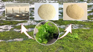 Seaweed Biorefinery Opens New Economic Prospects
