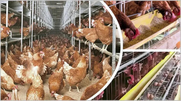 Hy-Line Brown Chickens Drive Poultry Growth in Bangladesh Hy-Line Brown Chickens Drive Poultry Growth in Bangladesh