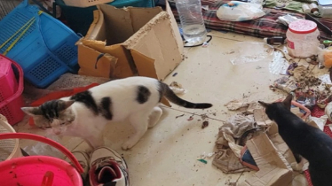 Over 50 Cats Rescued from Shelter Home in Narayanganj Over 50 Cats Rescued from Shelter Home in Narayanganj