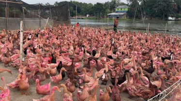 Haor duck farming transforms livelihoods in Kishoreganj Haor duck farming transforms livelihoods in Kishoreganj