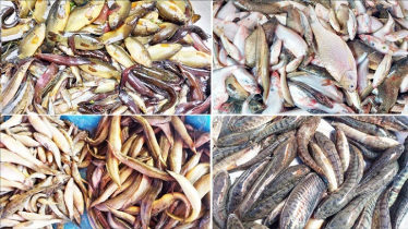 Water Crisis Pushes Bogura’s Small Fish Toward Extinction