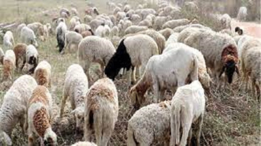 Former Tea Seller Builds One of Chuadanga’s Largest Garol Farms