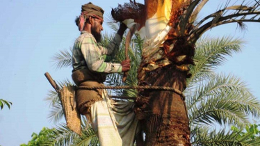 Jessore’s Date Juice Sweetens Global Markets