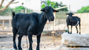 Goat Farmers Advised on Preventing Fatal Diseases