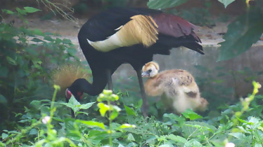 Uganda’s National Bird Breeds First Chick in Gazipur Uganda’s National Bird Breeds First Chick in Gazipur