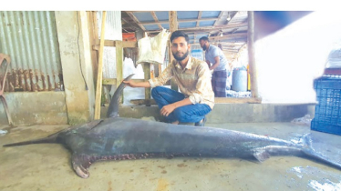Rare Sailfish Caught Off Kuakata Coast