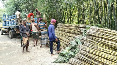 Singair’s Bayra Union Emerges as Major Sugarcane Hub