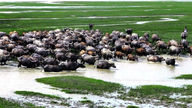 Ramgati’s Isolated Chars Power a Tk 600cr Buffalo Economy