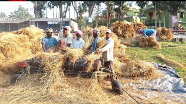 Ishwardi Aman Harvest Exceeds Target Amid Favorable Weather
