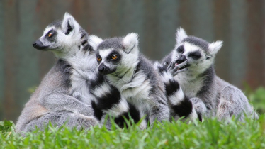 Rare Lemurs Stolen from Gazipur Safari Park Exposed Rare Lemurs Stolen from Gazipur Safari Park Exposed