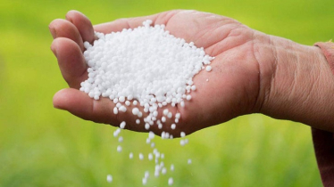 Fertilizer Shortage Hits Kishoreganj Farmers Hard