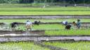 Chemical Fertilizers Drive Sri Lanka’s Farm Recovery