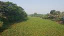Water Hyacinth Blocks Fishing, Boating in Alfadanga Canals