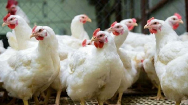 Key Strategies to Boost Broiler Weight Gain