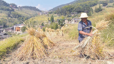 How Hybrid Rice Transformed Rural China