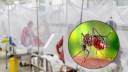 Dengue Deaths Rise as 8 More Die in 24 Hours