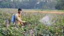 Experts Warn of Rising Pesticide Risks in Bangladesh