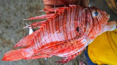 Rare lionfish caught off Kuakata coast surprises locals Rare lionfish caught off Kuakata coast surprises locals