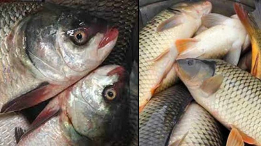 Experts Warn of Severe Fish Diseases in Local Ponds