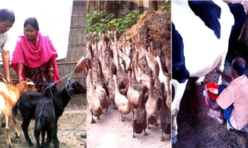 Rangpur Achieves Self-Sufficiency in Livestock Production Rangpur Achieves Self-Sufficiency in Livestock Production