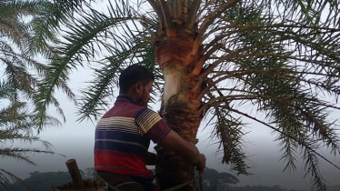 Decline in Trees Threatens Patuakhali’s Winter Heritage