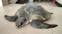 Rare 50kg Olive Ridley Turtle Rescued in Bhola