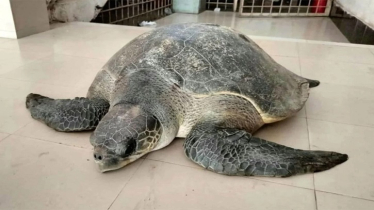 Rare 50kg Olive Ridley Turtle Rescued in Bhola