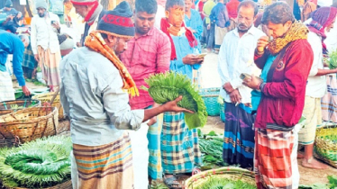 Weekly Betel Markets Drive Tk 156 Crore Trade in Pekua