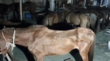 37 Sick Horses, 5 Maunds of Meat Seized in Gazipur 37 Sick Horses, 5 Maunds of Meat Seized in Gazipur