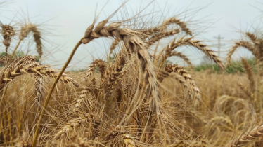 Rajshahi Targets 540,000 Tons of Wheat This Season