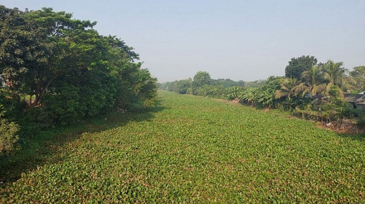 Water Hyacinth Blocks Fishing, Boating in Alfadanga Canals