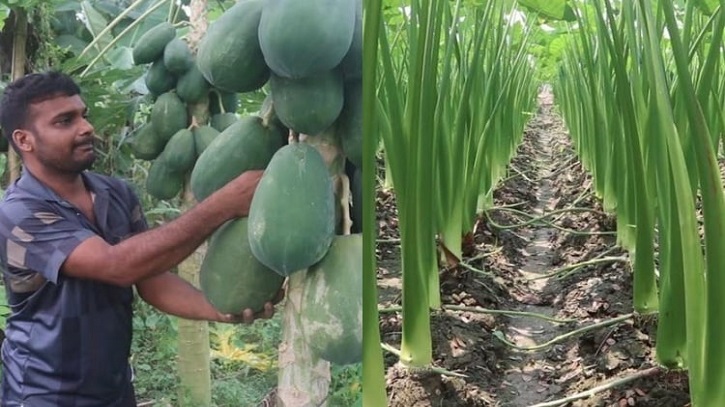 Mahindra Driver Turns Farmer, Transforms Life With Taro